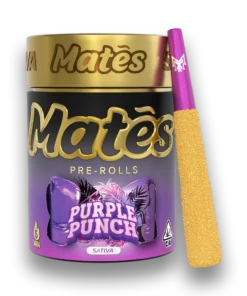 PURPLE PUNCH-SATIVA1